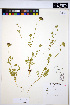  (Daucus pusillus - HERB0030)  @11 [ ] CreativeCommons - Attribution Non-Commercial Share-Alike (2013) Unspecified UBC Herbarium