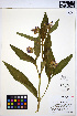  (Symphytum X uplandicum - HERB0104)  @11 [ ] CreativeCommons - Attribution Non-Commercial Share-Alike (2013) Unspecified UBC Herbarium