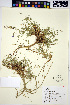  (Astragalus bourgovii - HERB0261)  @11 [ ] CreativeCommons - Attribution Non-Commercial Share-Alike (2013) Unspecified UBC Herbarium