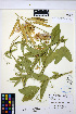  (Lathyrus latifolius - HERB0290)  @11 [ ] CreativeCommons - Attribution Non-Commercial Share-Alike (2013) Unspecified UBC Herbarium