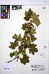  (Ribes acerifolium - HERB0375)  @11 [ ] CreativeCommons - Attribution Non-Commercial Share-Alike (2013) Unspecified UBC Herbarium