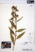  ( - HERB0103)  @11 [ ] CreativeCommons - Attribution Non-Commercial Share-Alike (2013) Unspecified UBC Herbarium