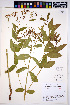  ( - HERB0057)  @11 [ ] CreativeCommons - Attribution Non-Commercial Share-Alike (2013) Unspecified UBC Herbarium