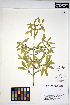  ( - HERB0201)  @11 [ ] CreativeCommons - Attribution Non-Commercial Share-Alike (2013) Unspecified UBC Herbarium