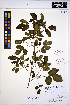  ( - HERB0015)  @11 [ ] CreativeCommons - Attribution Non-Commercial Share-Alike (2013) Unspecified UBC Herbarium