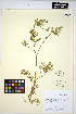  (Yabea microcarpa - HERB0053)  @11 [ ] CreativeCommons - Attribution Non-Commercial Share-Alike (2013) Unspecified UBC Herbarium