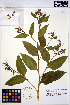  ( - HERB0102)  @11 [ ] CreativeCommons - Attribution Non-Commercial Share-Alike (2013) Unspecified UBC Herbarium