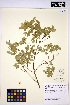  (Symphoricarpos oreophilus - HERB0174)  @11 [ ] CreativeCommons - Attribution Non-Commercial Share-Alike (2013) Unspecified UBC Herbarium