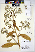  ( - HERB0081)  @11 [ ] CreativeCommons - Attribution Non-Commercial Share-Alike (2013) Unspecified UBC Herbarium