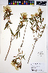  ( - HERB0234)  @11 [ ] CreativeCommons - Attribution Non-Commercial Share-Alike (2013) Unspecified UBC Herbarium