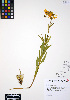  (Lilium columbianum - ERM280)  @11 [ ] CreativeCommons - Attribution Non-Commercial Share-Alike (2012) Unspecified UBC Herbarium