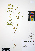  (Lomatium ambiguum - ERM411)  @11 [ ] CreativeCommons - Attribution Non-Commercial Share-Alike (2012) Unspecified UBC Herbarium