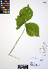  (Trillium ovatum - ERM289)  @11 [ ] CreativeCommons - Attribution Non-Commercial Share-Alike (2012) Unspecified UBC Herbarium