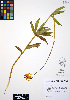  ( - ERM306)  @11 [ ] CreativeCommons - Attribution Non-Commercial Share-Alike (2012) Unspecified UBC Herbarium