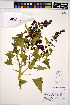  (Chenopodium capitatum - HERB0124)  @11 [ ] CreativeCommons - Attribution Non-Commercial Share-Alike (2013) Unspecified UBC Herbarium