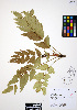  (Mahonia nervosa - ERM317)  @11 [ ] CreativeCommons - Attribution Non-Commercial Share-Alike (2012) Unspecified UBC Herbarium