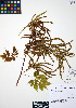  ( - ERM830)  @11 [ ] CreativeCommons - Attribution Non-Commercial Share-Alike (2012) Unspecified UBC Herbarium