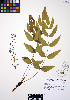  ( - ERM857)  @11 [ ] CreativeCommons - Attribution Non-Commercial Share-Alike (2012) Unspecified UBC Herbarium