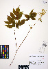  ( - ERM496)  @11 [ ] CreativeCommons - Attribution Non-Commercial Share-Alike (2012) Unspecified UBC Herbarium