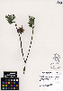  (Hydrophyllum capitatum - ERM397)  @11 [ ] CreativeCommons - Attribution Non-Commercial Share-Alike (2013) Unspecified UBC Herbarium