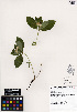  ( - ERM1108)  @11 [ ] CreativeCommons - Attribution Non-Commercial Share-Alike (2013) Unspecified UBC Herbarium
