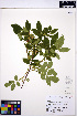  ( - ERM1552)  @11 [ ] CreativeCommons - Attribution Non-Commercial Share-Alike (2013) Unspecified UBC Herbarium