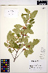  ( - ERM1566)  @11 [ ] CreativeCommons - Attribution Non-Commercial Share-Alike (2013) Unspecified UBC Herbarium