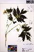  ( - MF203)  @11 [ ] CreativeCommons - Attribution Non-Commercial Share-Alike (2013) Unspecified UBC Herbarium