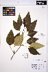  (Populus trichocarpa - MF293)  @11 [ ] CreativeCommons - Attribution Non-Commercial Share-Alike (2013) Unspecified UBC Herbarium