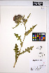  (Cirsium edule - MF302)  @11 [ ] CreativeCommons - Attribution Non-Commercial Share-Alike (2013) Unspecified UBC Herbarium