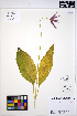  (Erythronium revolutum - MF41)  @11 [ ] CreativeCommons - Attribution Non-Commercial Share-Alike (2013) Unspecified UBC Herbarium