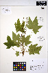  ( - ERM513)  @11 [ ] CreativeCommons - Attribution Non-Commercial Share-Alike (2013) Unspecified UBC Herbarium