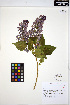  ( - ERM1274)  @11 [ ] CreativeCommons - Attribution Non-Commercial Share-Alike (2013) Unspecified UBC Herbarium