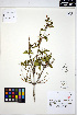  (Philadelphus lewisii - ERM1295)  @11 [ ] CreativeCommons - Attribution Non-Commercial Share-Alike (2013) Unspecified UBC Herbarium
