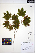  ( - ERM1631)  @11 [ ] CreativeCommons - Attribution Non-Commercial Share-Alike (2013) Unspecified UBC Herbarium