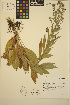  ( - ERM426)  @11 [ ] CreativeCommons - Attribution Non-Commercial Share-Alike (2013) Unspecified UBC Herbarium