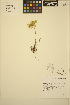  (Sedum spathulifolium - ERM473)  @11 [ ] CreativeCommons - Attribution Non-Commercial Share-Alike (2013) Unspecified UBC Herbarium