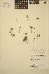 (Sedum oreganum - ERM590)  @11 [ ] CreativeCommons - Attribution Non-Commercial Share-Alike (2013) Unspecified UBC Herbarium