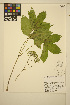  ( - ERM1763)  @11 [ ] CreativeCommons - Attribution Non-Commercial Share-Alike (2013) Unspecified UBC Herbarium