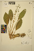  ( - ERM1706)  @11 [ ] CreativeCommons - Attribution Non-Commercial Share-Alike (2013) Unspecified UBC Herbarium