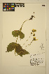  ( - ERM1127)  @11 [ ] CreativeCommons - Attribution Non-Commercial Share-Alike (2013) Unspecified UBC Herbarium