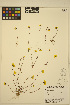  (Crocidium - MF325)  @11 [ ] CreativeCommons - Attribution Non-Commercial Share-Alike (2013) Unspecified UBC Herbarium