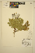  (Mahonia aquifolium - ERM1740)  @11 [ ] CreativeCommons - Attribution Non-Commercial Share-Alike (2013) Unspecified UBC Herbarium