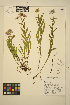  ( - FF26)  @11 [ ] CreativeCommons - Attribution Non-Commercial Share-Alike (2014) Unspecified UBC Herbarium