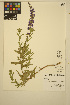  ( - ERM1711)  @11 [ ] CreativeCommons - Attribution Non-Commercial Share-Alike (2014) Unspecified UBC Herbarium