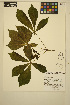  ( - JDF37)  @11 [ ] CreativeCommons - Attribution Non-Commercial Share-Alike (2014) Unspecified UBC Herbarium