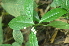  (Chloranthus - Fernando5018)  @11 [ ] Copyright  Pamela Reblora ASEAN Centre for Biodiversity