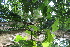  (Macaranga grandifolia - Fernando5061)  @11 [ ] Copyright  Edwino S. Fernando University of the Philippines Los Banos