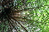  (Marattiaceae - Fernando5022)  @11 [ ] Copyright  Edwino S. Fernando University of the Philippines Los Banos