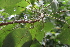  (Macaranga bicolor - Fernando5014)  @11 [ ] Copyright  Edwino S. Fernando University of the Philippines Los Banos